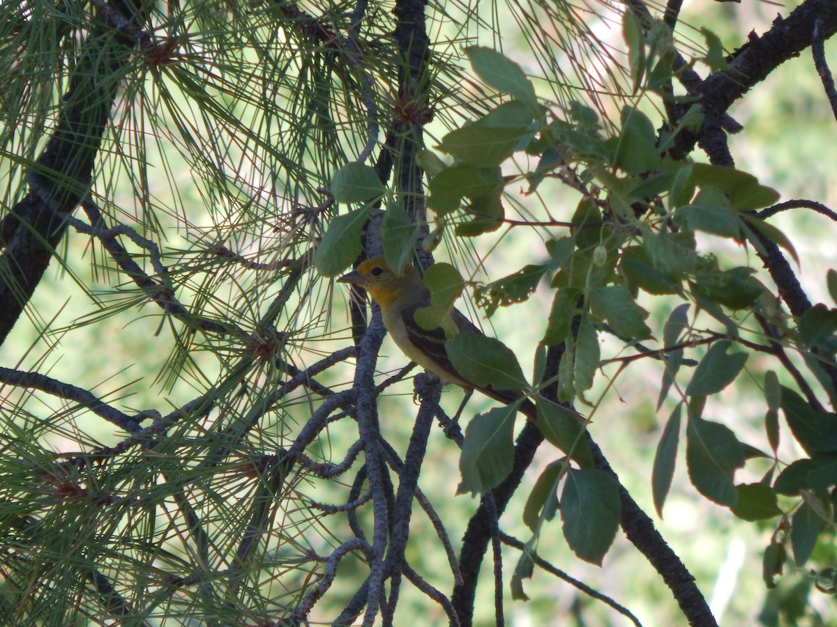 Western Tanager - ML598144481
