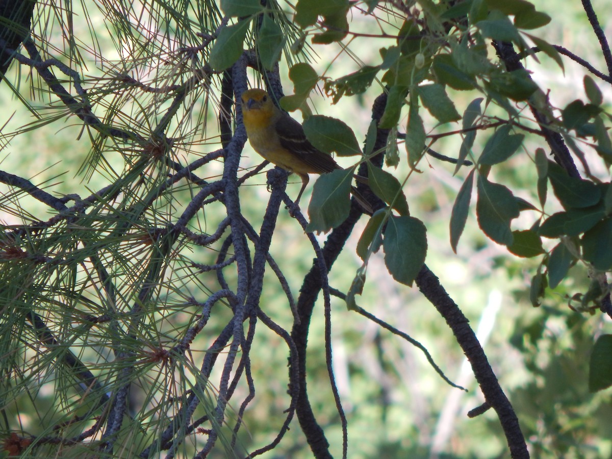 Western Tanager - ML598144491