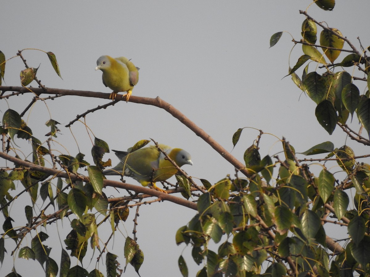 Yellow-footed Green-Pigeon - ML598146281