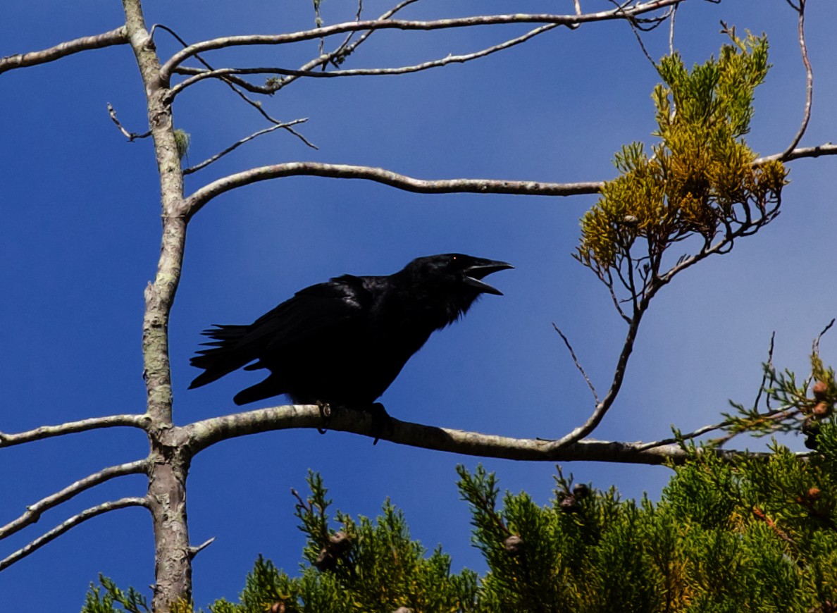 Hispaniolan Palm-Crow - ML598147091