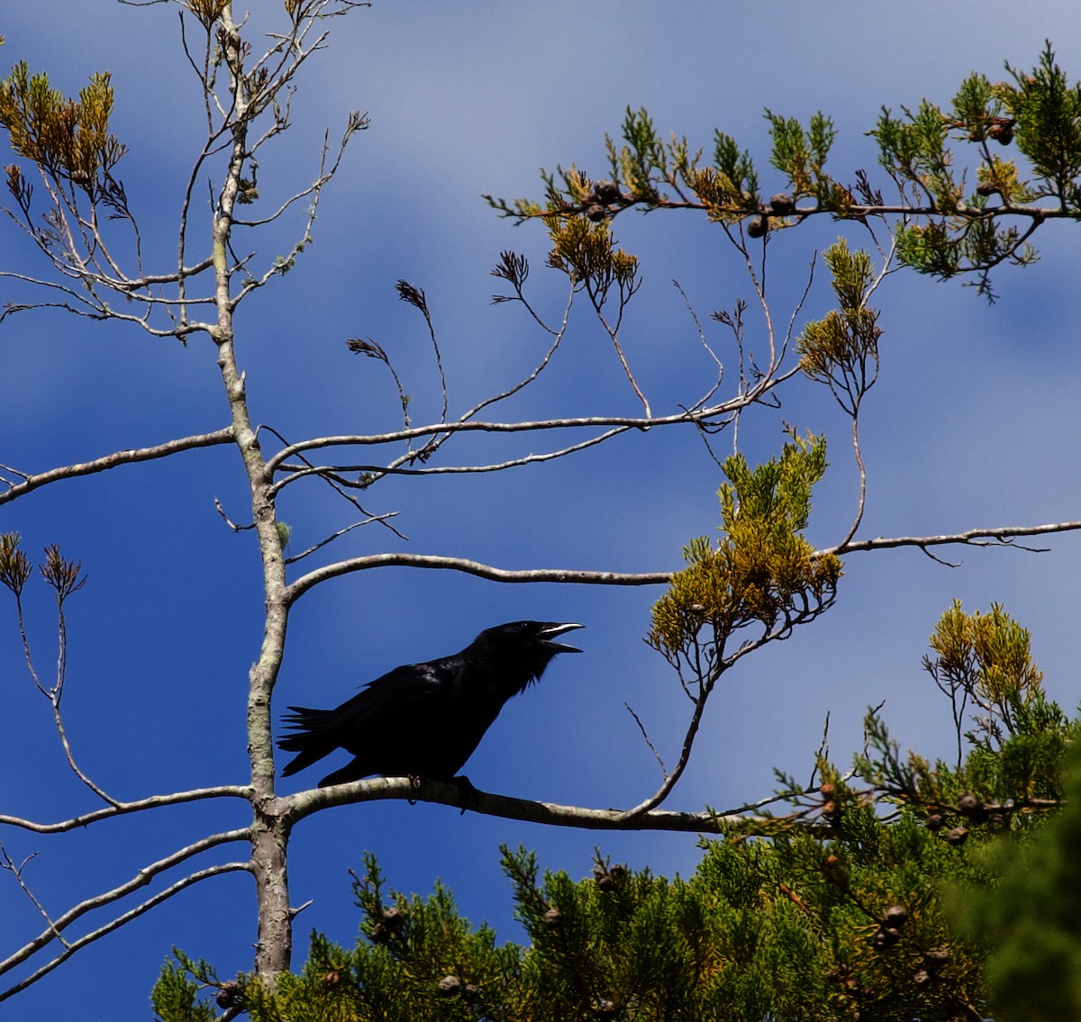 Hispaniolan Palm-Crow - ML598147111