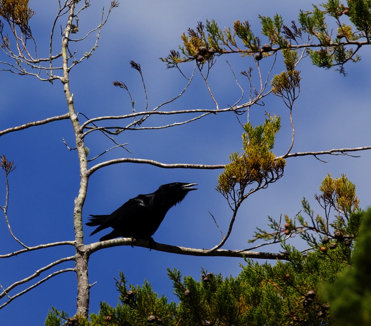 Hispaniolan Palm-Crow - ML598147121