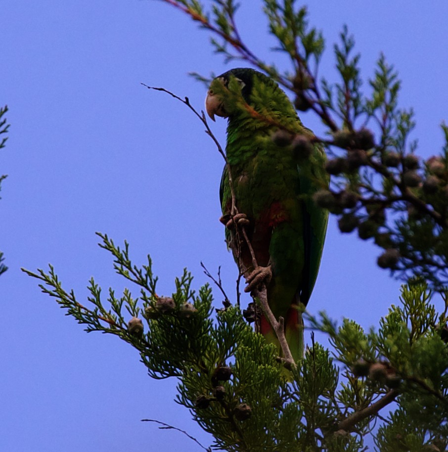 Hispaniolan Parrot - ML598147601