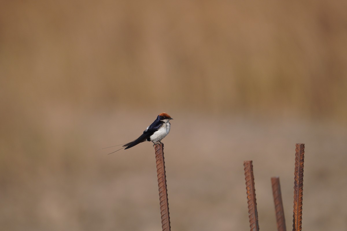 Wire-tailed Swallow - ML598147921