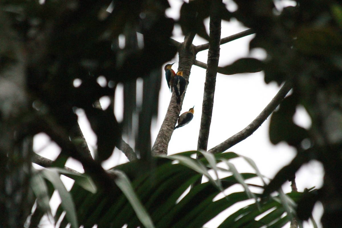 Yellow-fronted Woodpecker - ML598149651