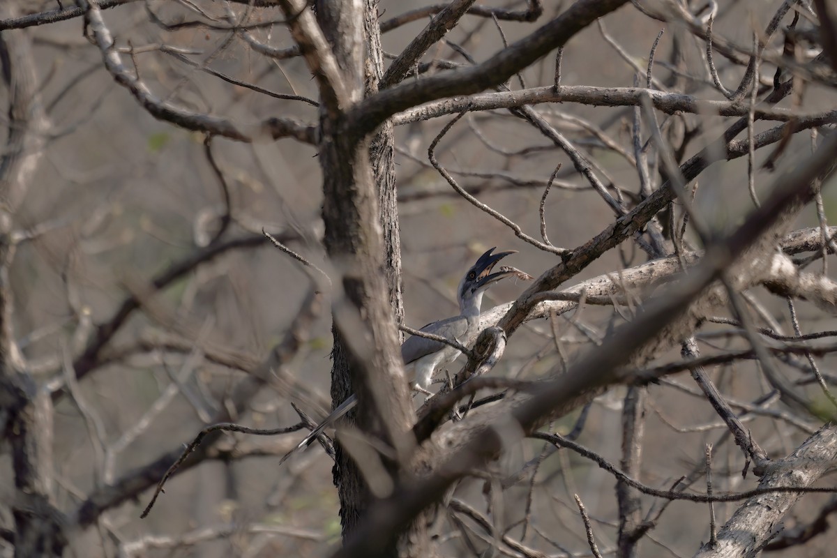 Indian Gray Hornbill - ML598149711