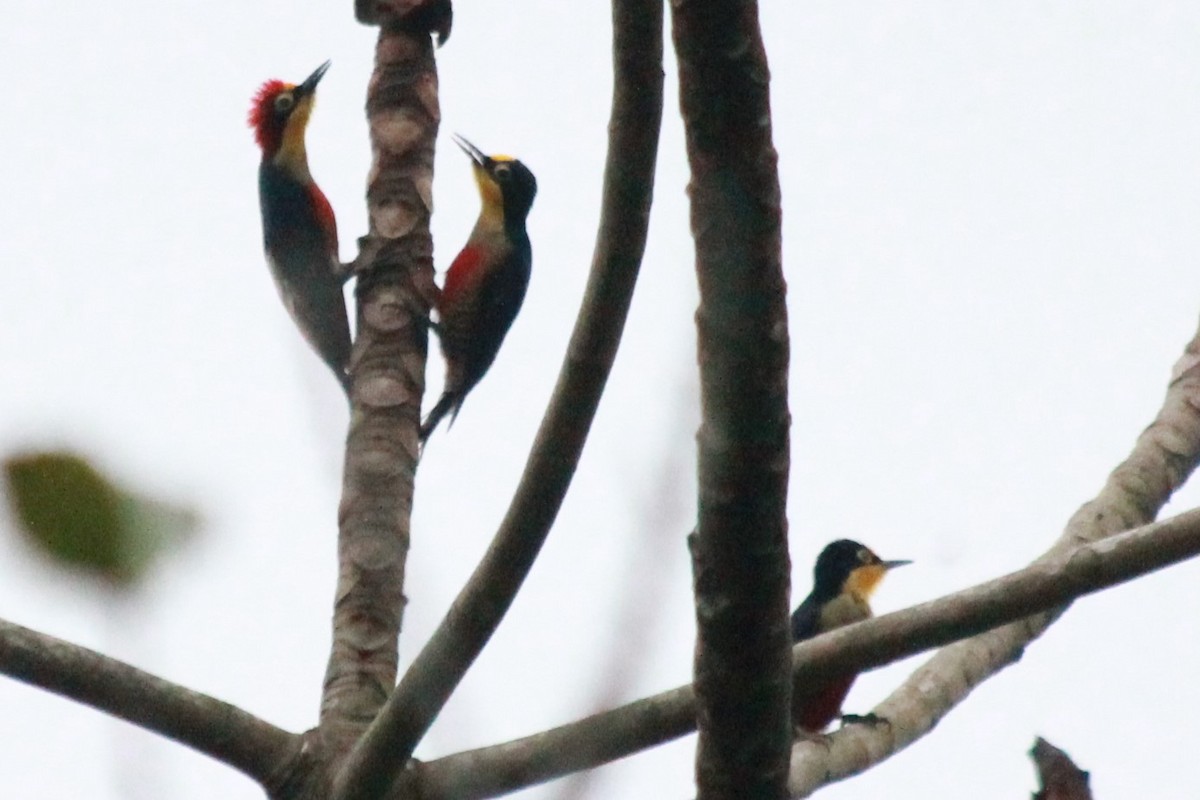 Yellow-fronted Woodpecker - ML598150101