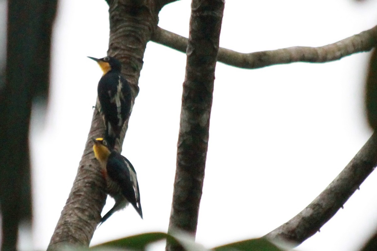 Yellow-fronted Woodpecker - ML598150111