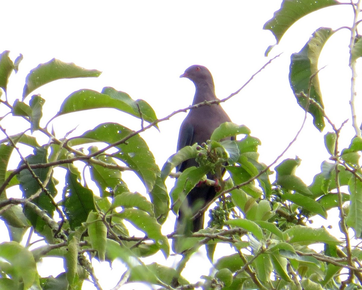 Pigeon du Pérou - ML598156051