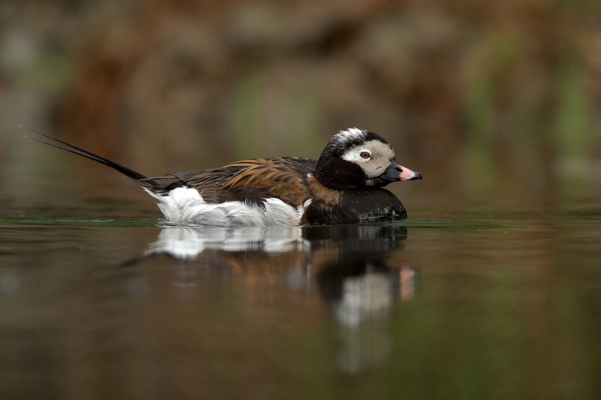 Long-tailed Duck - ML598156421