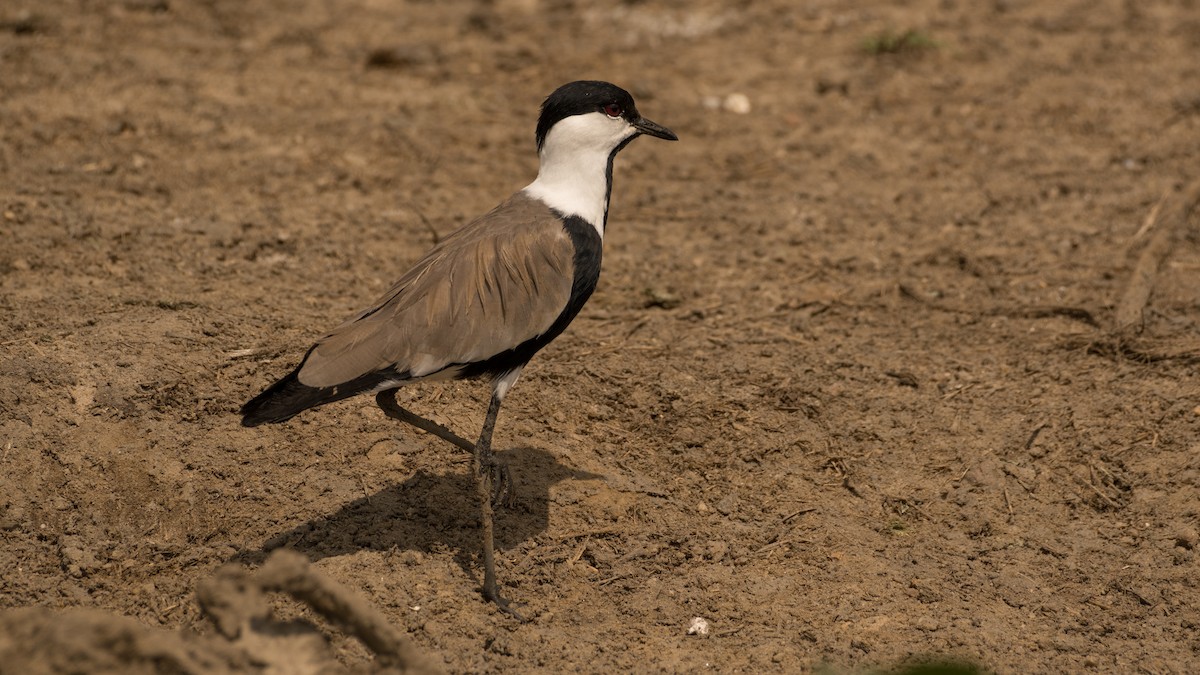 Spur-winged Lapwing - ML598157291