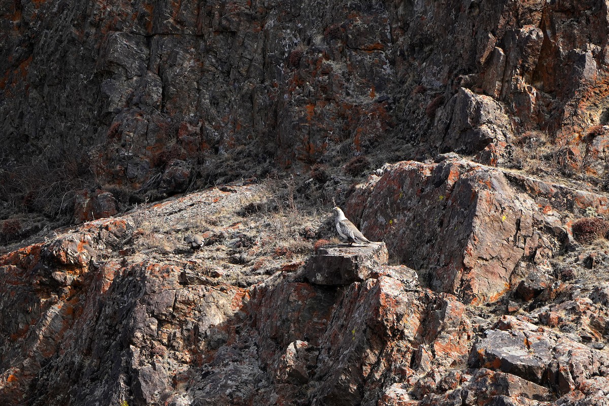 Tétraogalle de l'Altaï - ML598157381