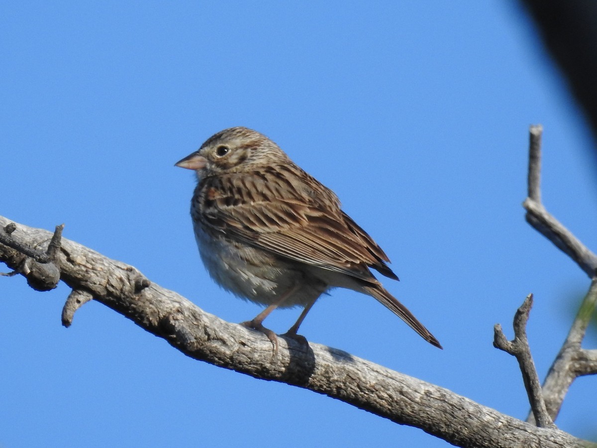 Vesper Sparrow - ML59815831