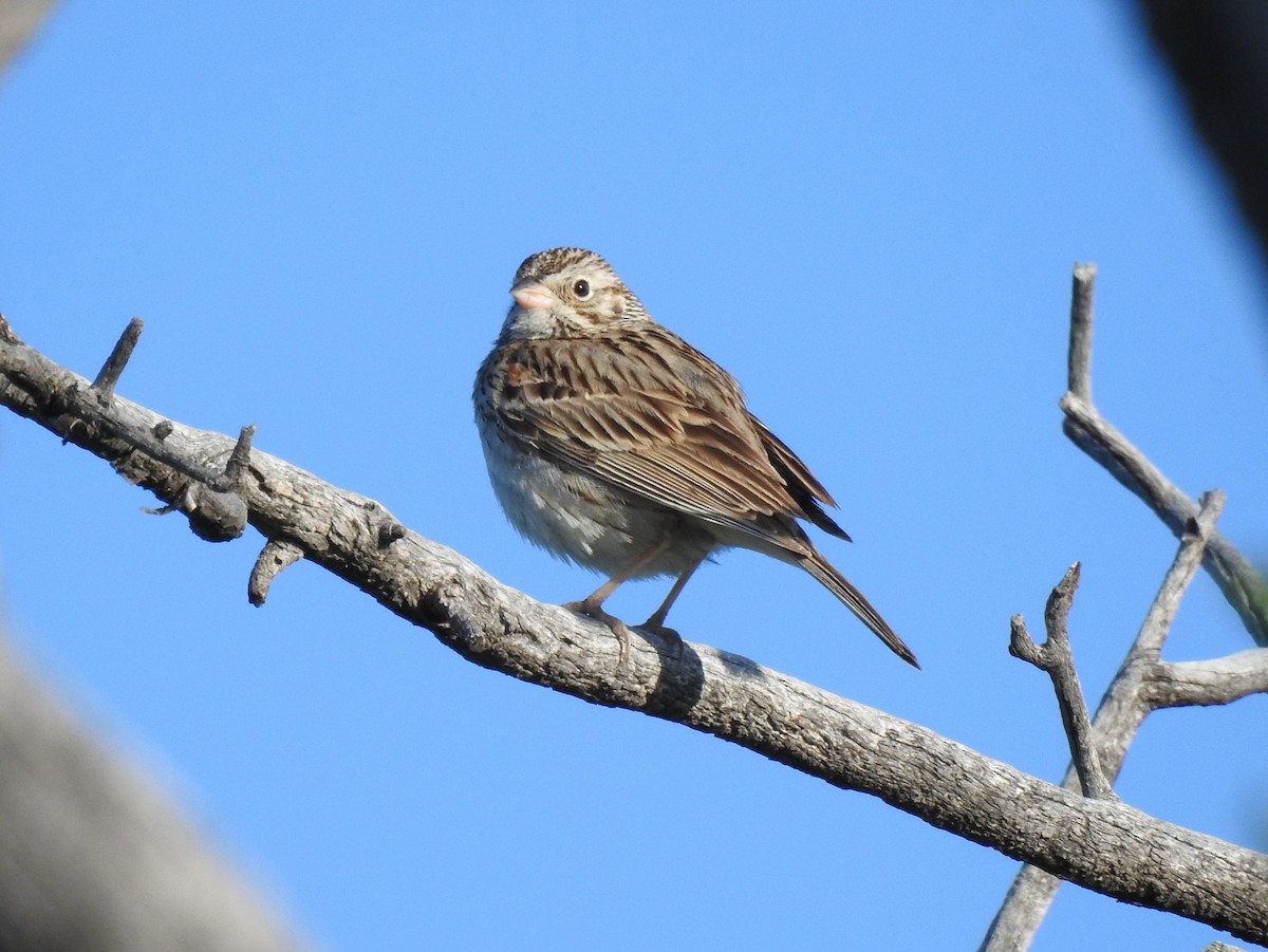 Vesper Sparrow - ML59815851