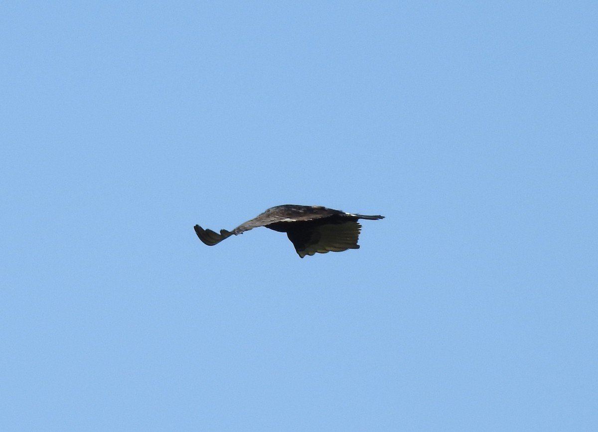 Turkey Vulture - ML59815901