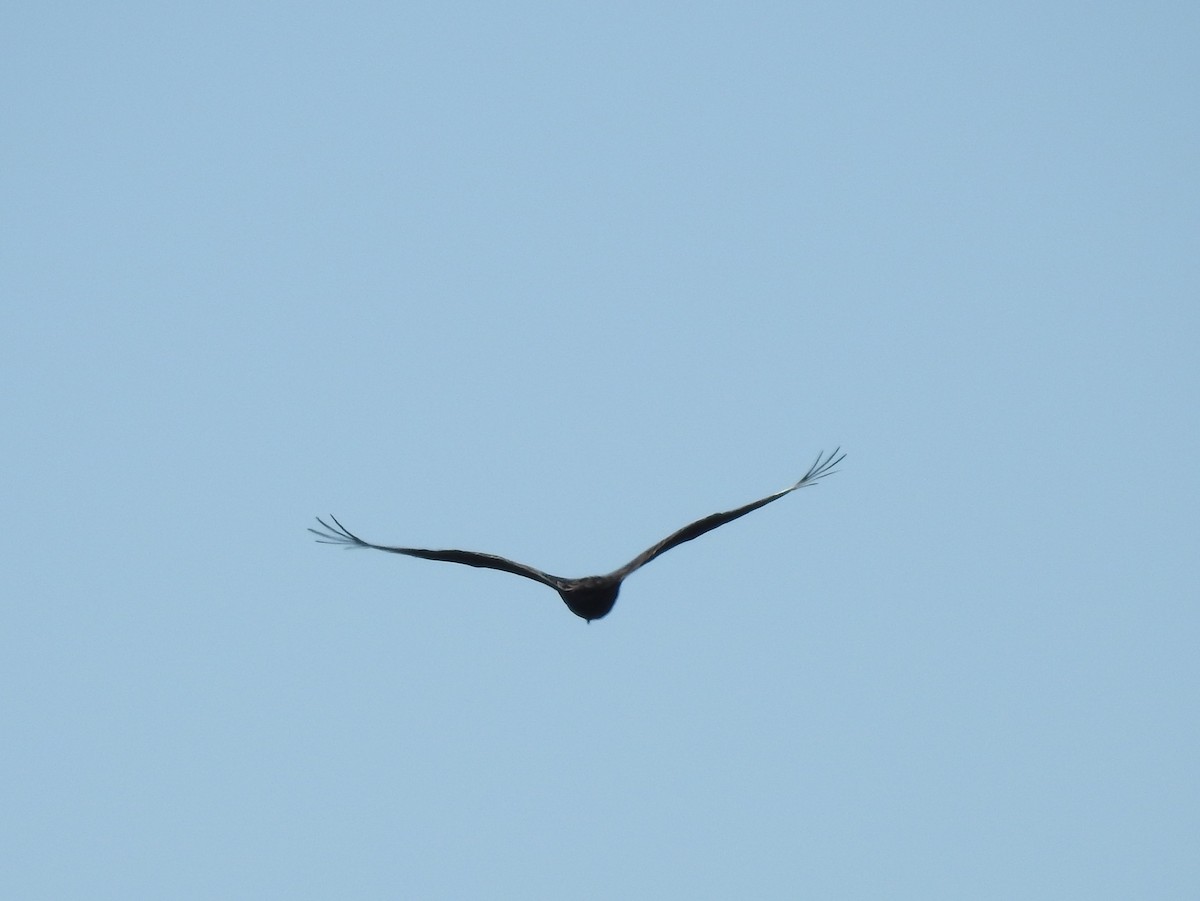 Turkey Vulture - ML59815921