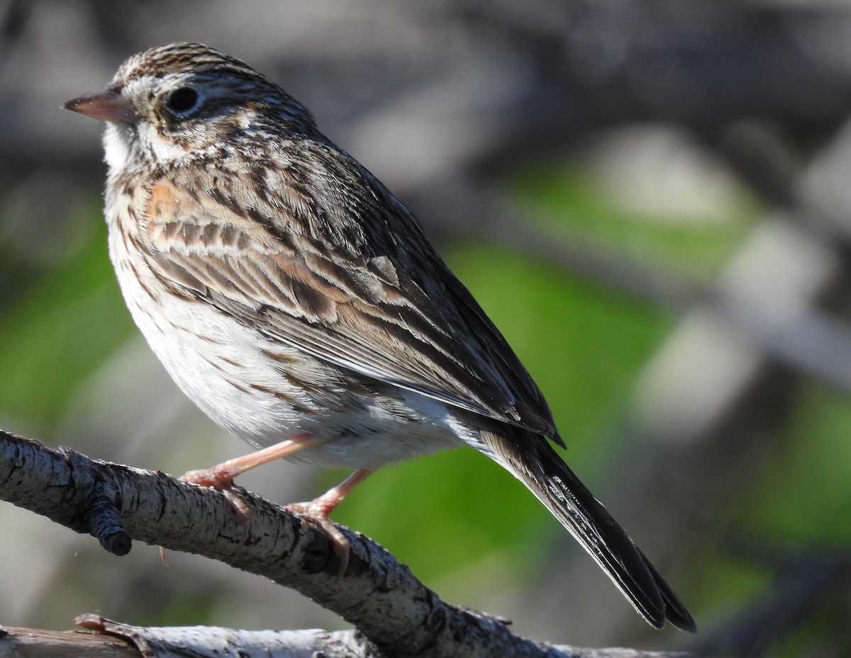 Vesper Sparrow - ML59815941