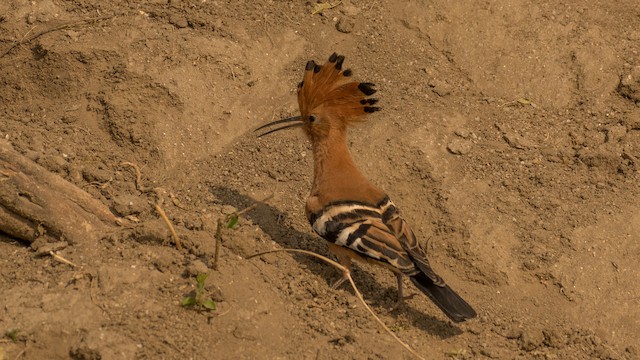 <em class="SciName notranslate">Upupa epops waibeli</em>, Dorsal View. - Eurasian Hoopoe - 