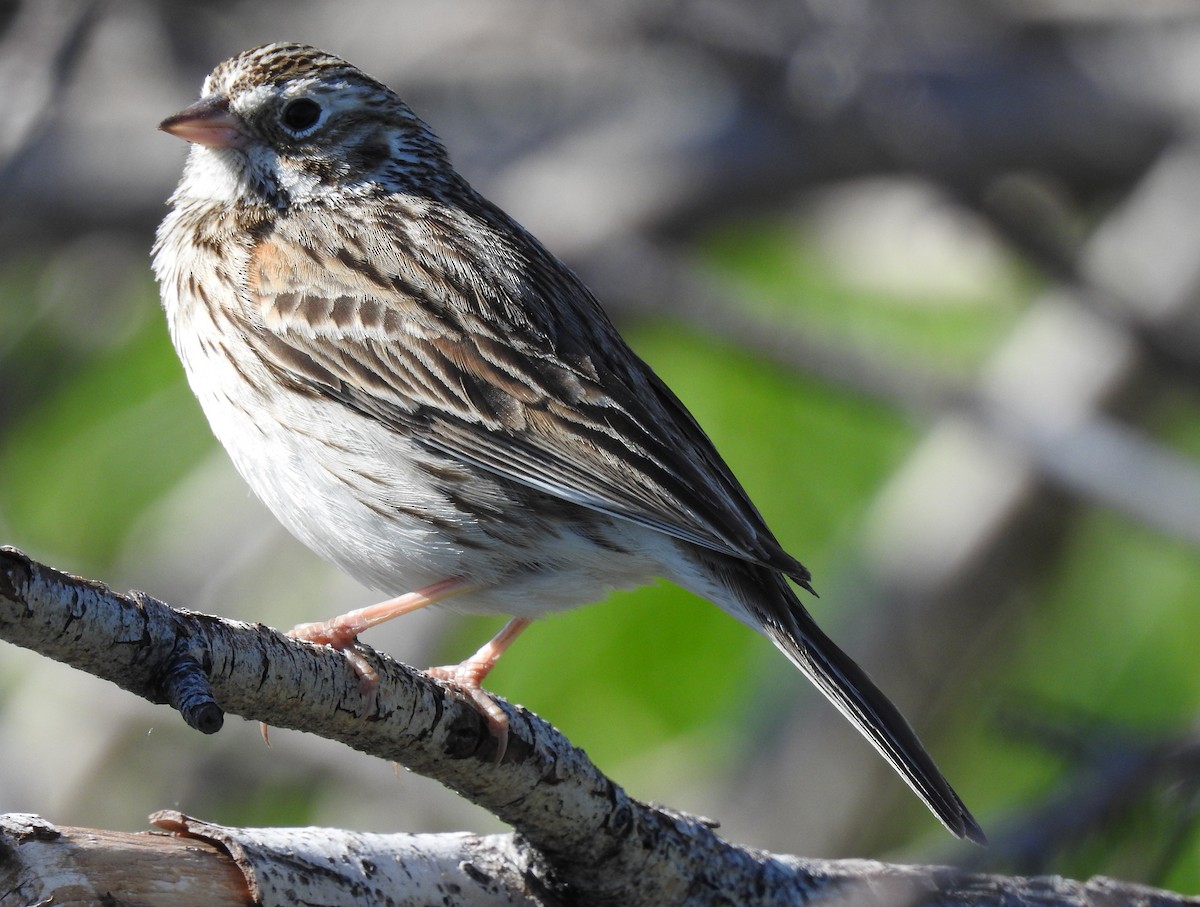 Vesper Sparrow - ML59816061