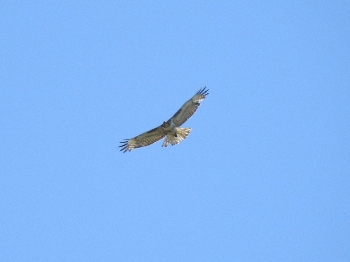 Red-tailed Hawk - ML59816101
