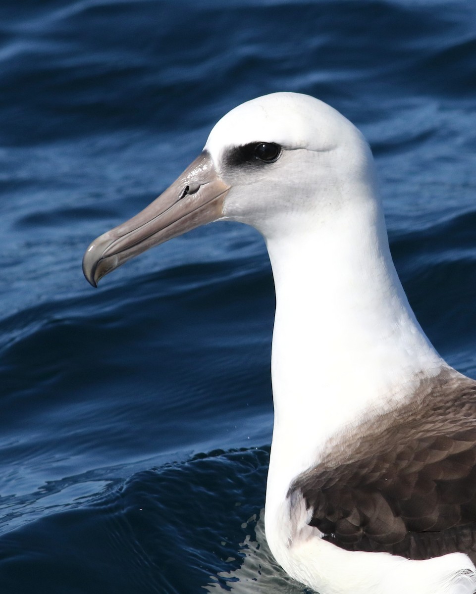 Laysan Albatross - Scott Mills
