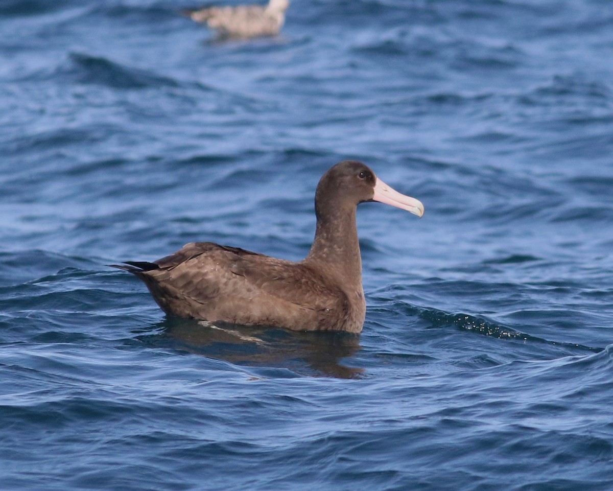 Short-tailed Albatross - ML598165151