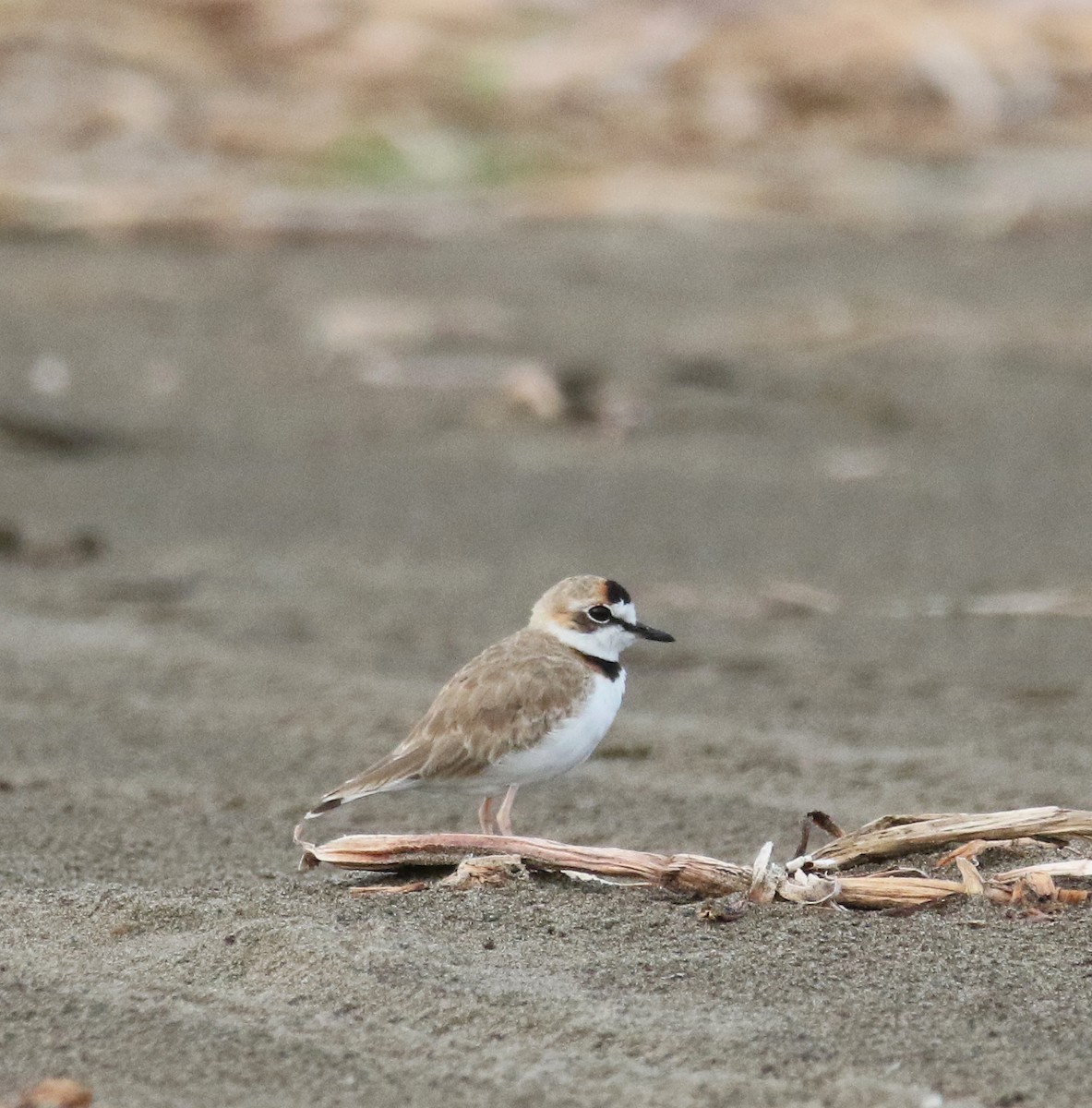 Collared Plover - ML598166241