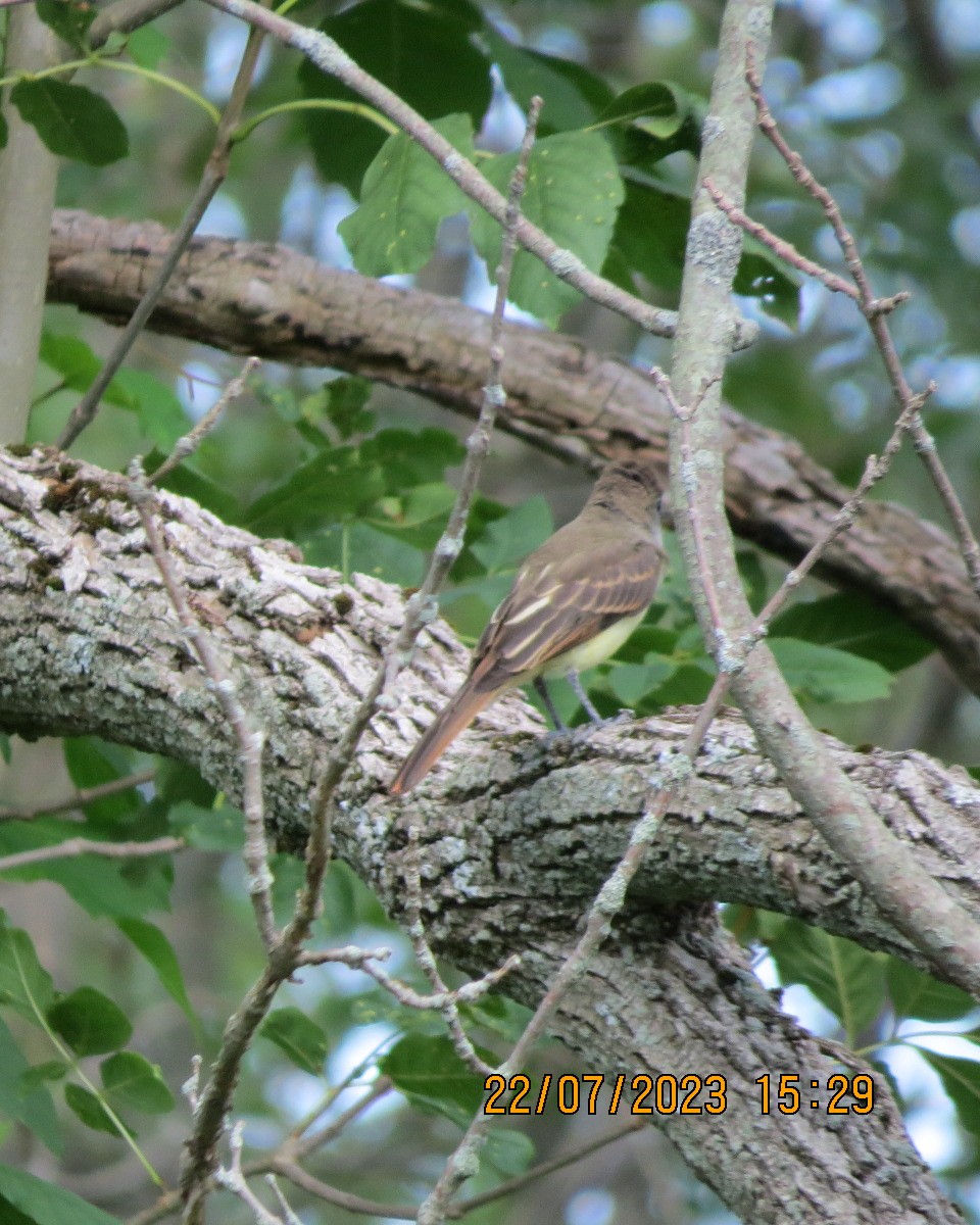 New York Breeding Bird Atlas Checklist - 21 Jul 2023 - Audubon ...