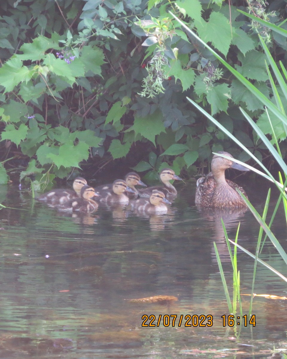 New York Breeding Bird Atlas Checklist - 22 Jul 2023 - Prendergast ...