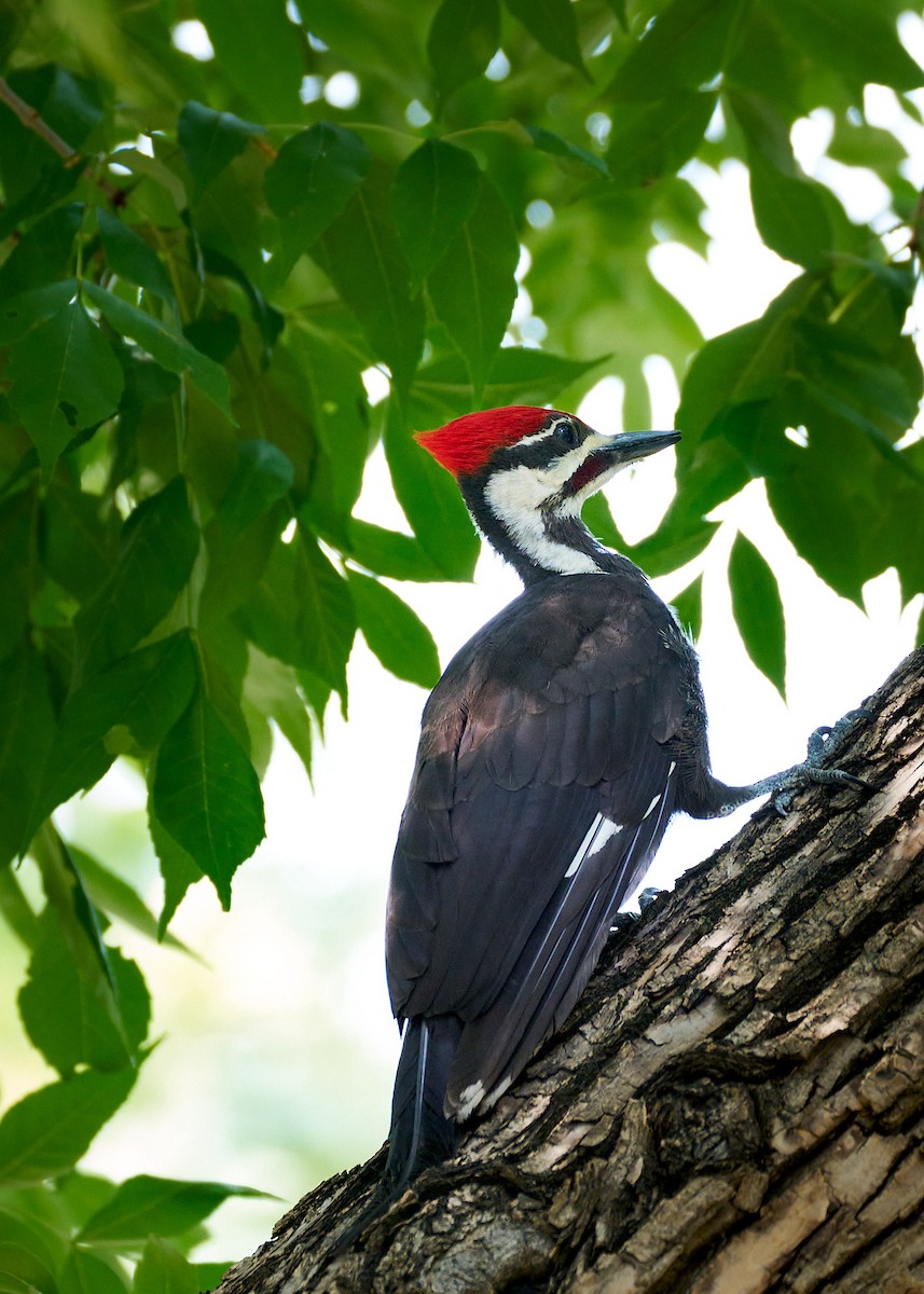 Pileated Woodpecker - ML598172131