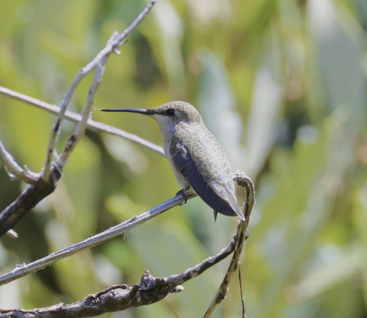 Black-chinned Hummingbird - ML598179031