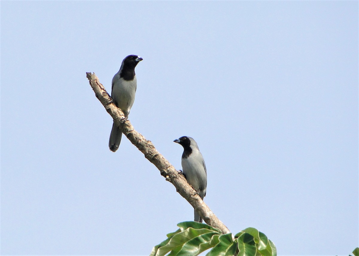 Black-faced Tanager - ML59818061