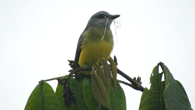 Tropical Kingbird - ML598184521