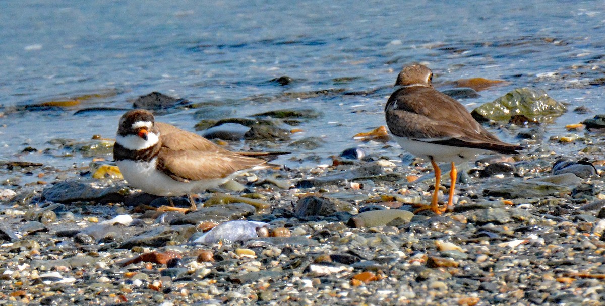 Semipalmated Plover - ML598185091