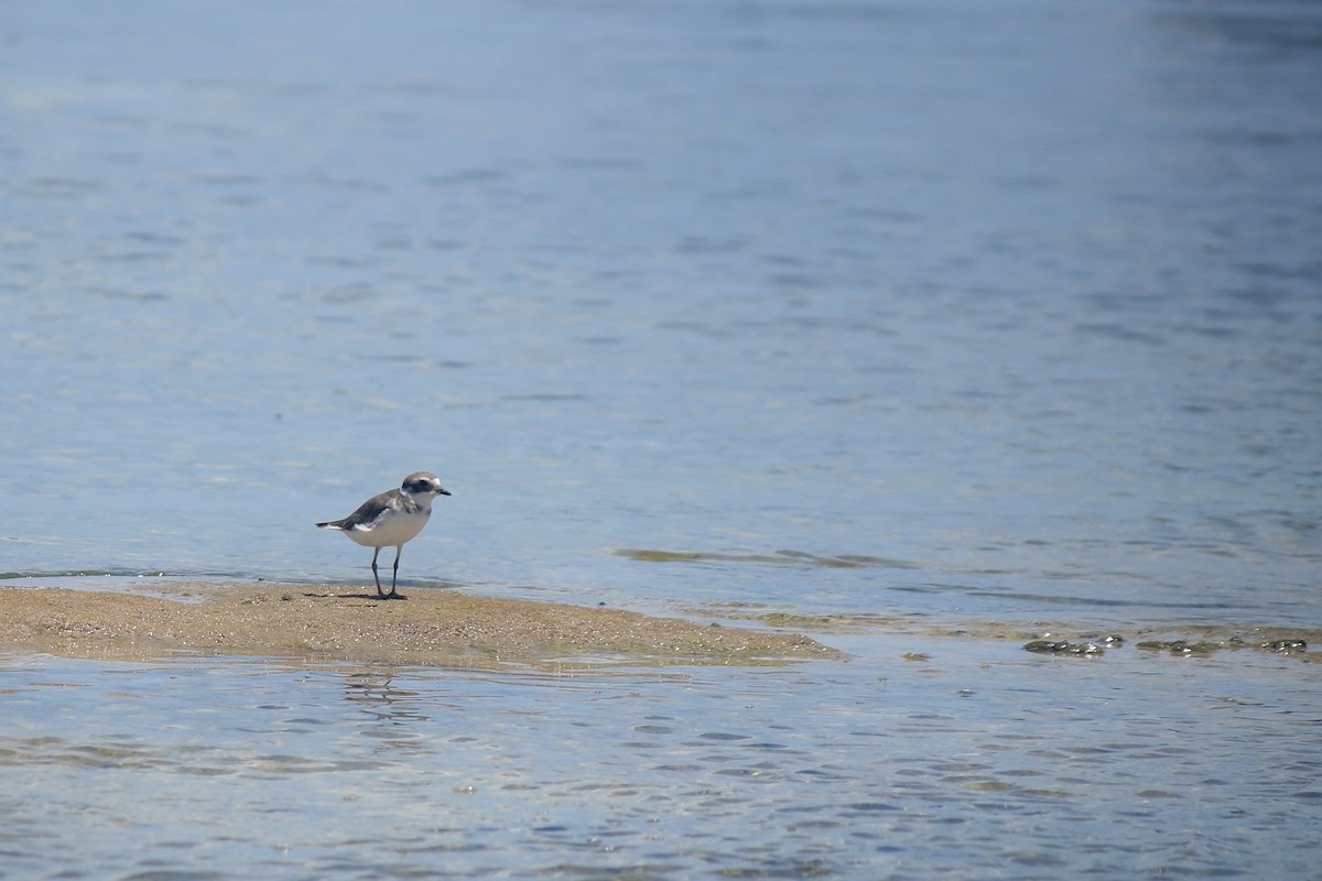 Semipalmated Plover - ML598190001