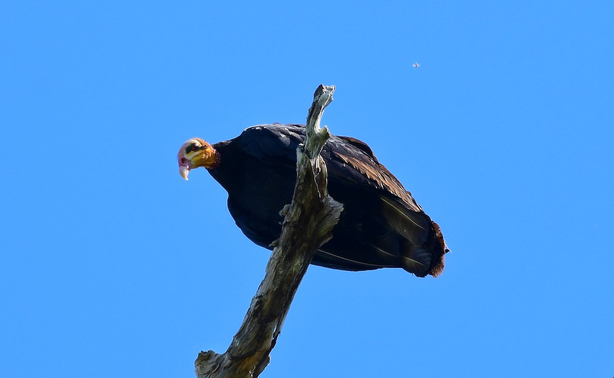 Greater Yellow-headed Vulture - ML598190891