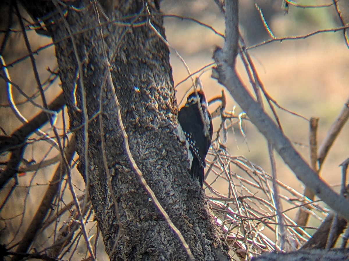 Hairy Woodpecker - ML598192751