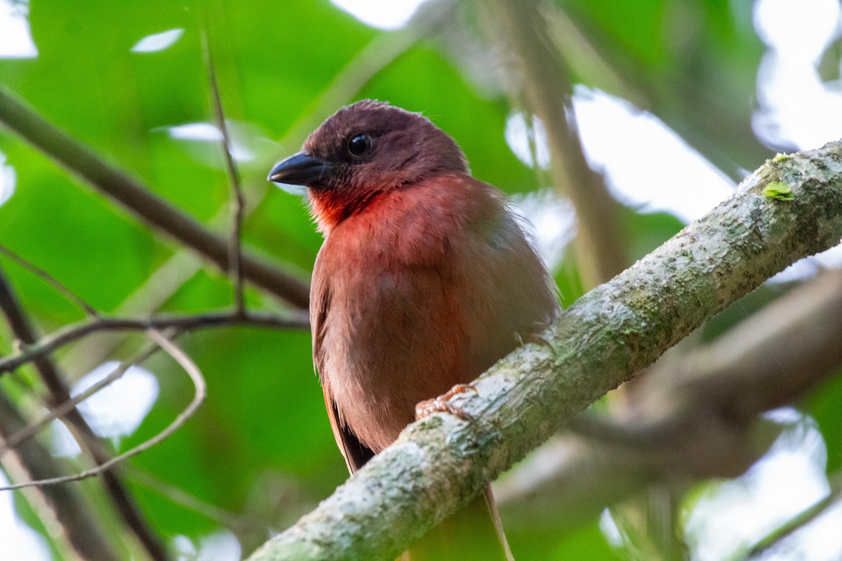 Red-crowned Ant-Tanager - ML598194431