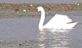 Mute Swan, ML598198281