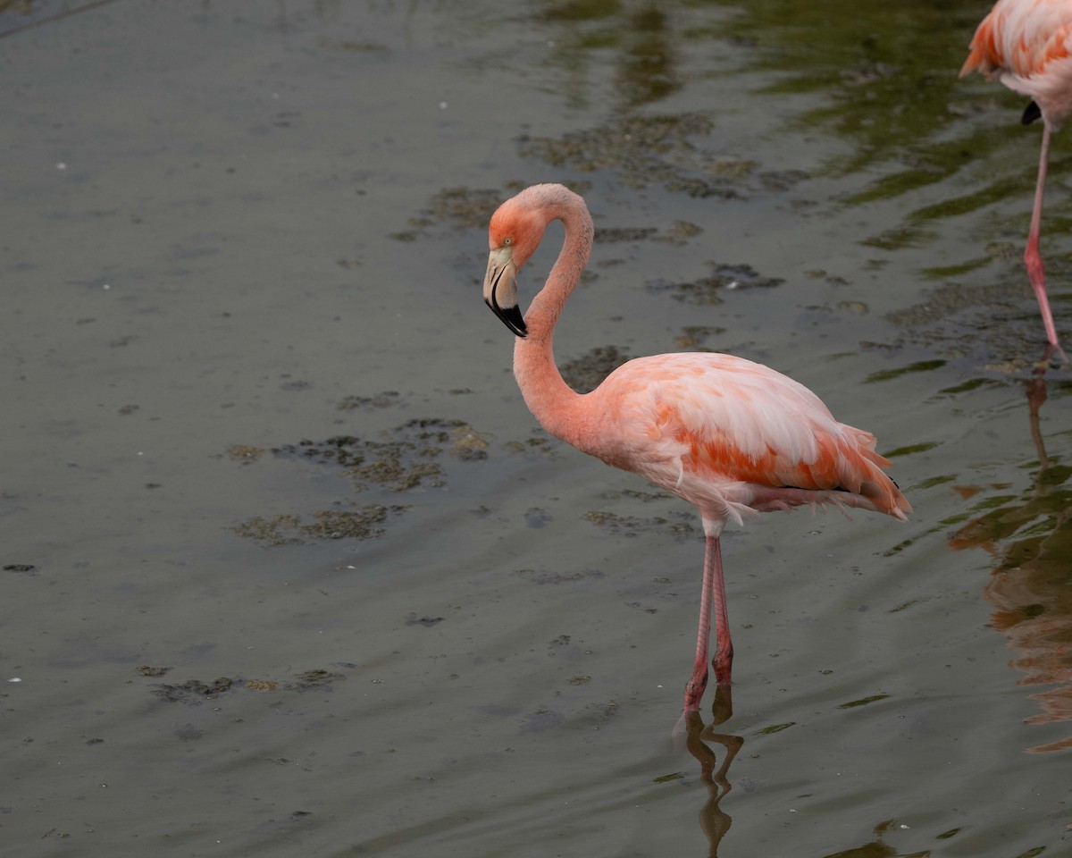 American Flamingo - ML598201611