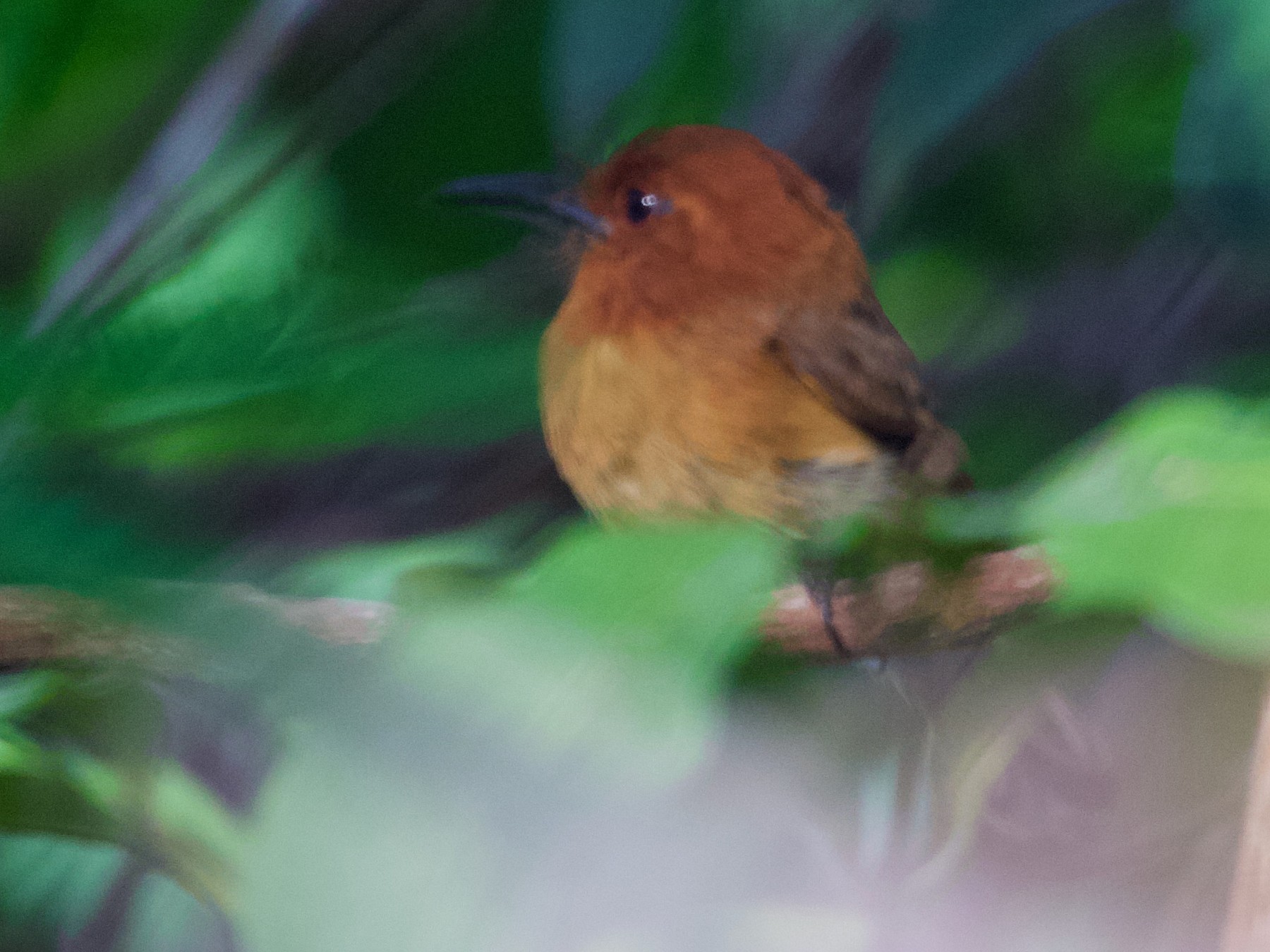 Chestnut-headed Nunlet - eBird