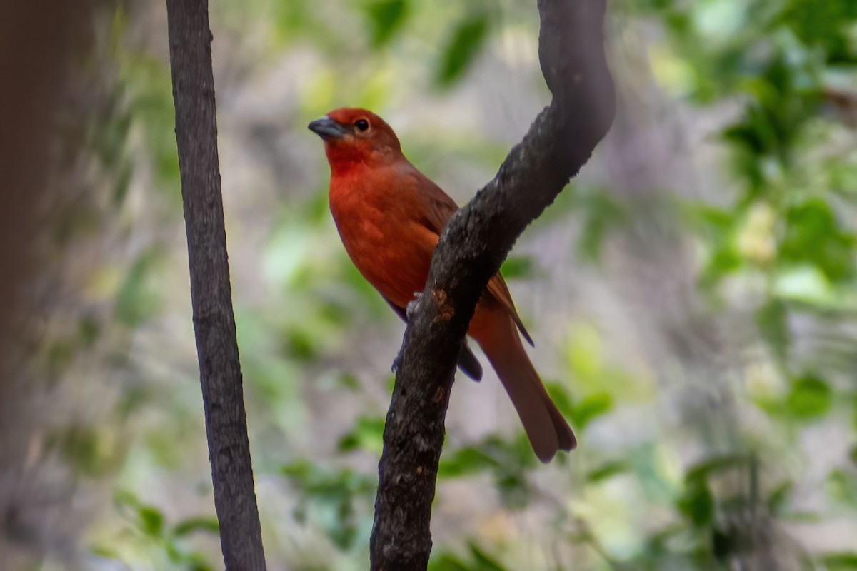 Hepatic Tanager - ML598207771