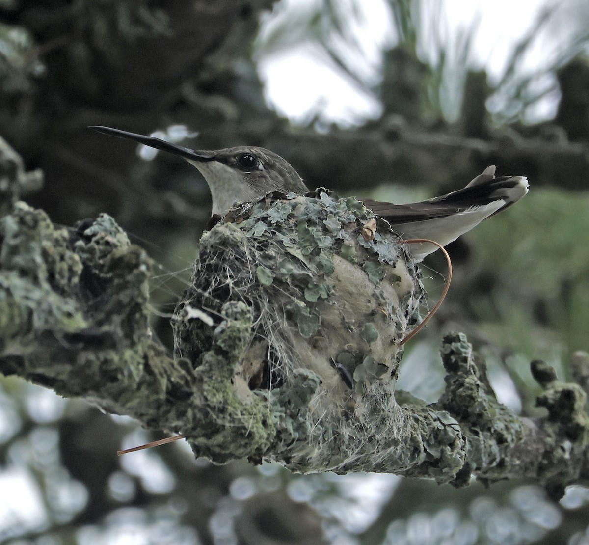 Ruby-throated Hummingbird - Willie D'Anna