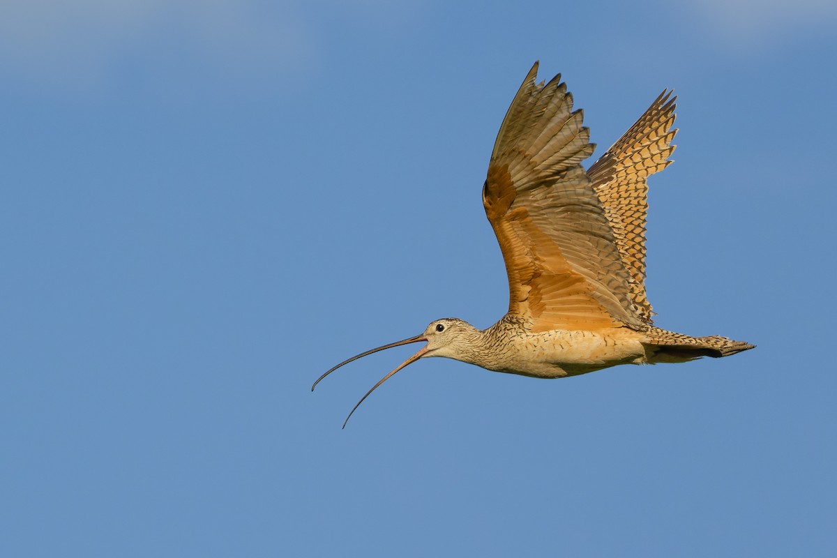 Long-billed Curlew - ML598209701