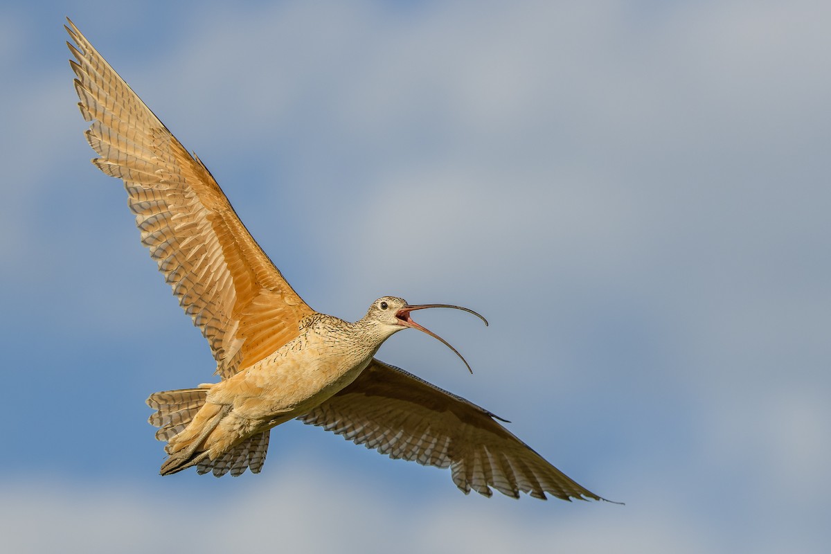 Long-billed Curlew - ML598209721