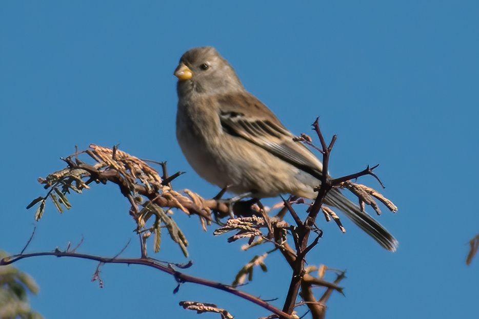 Band-tailed Seedeater - ARIEL ROTONDO