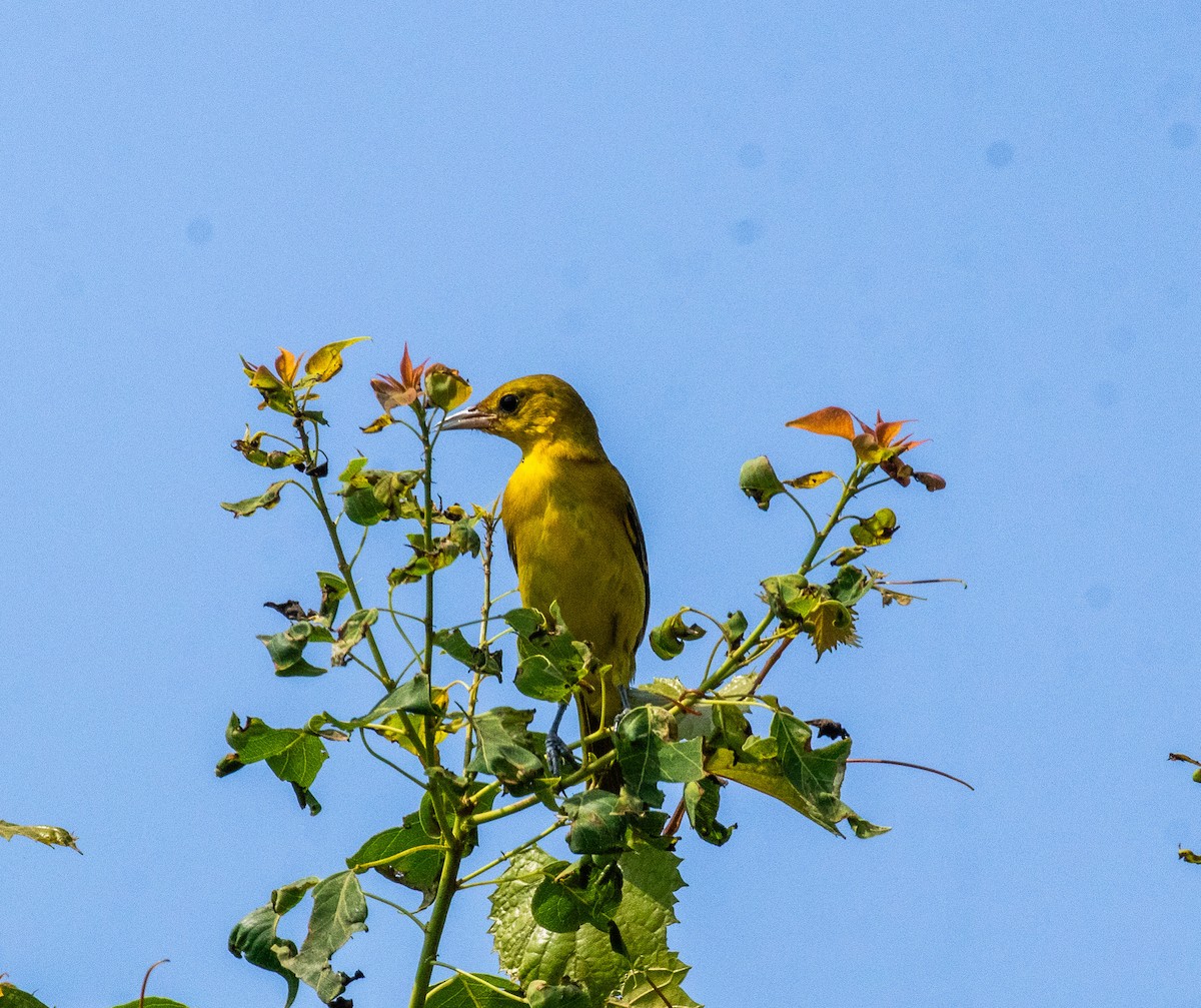 Orchard Oriole - ML598211061