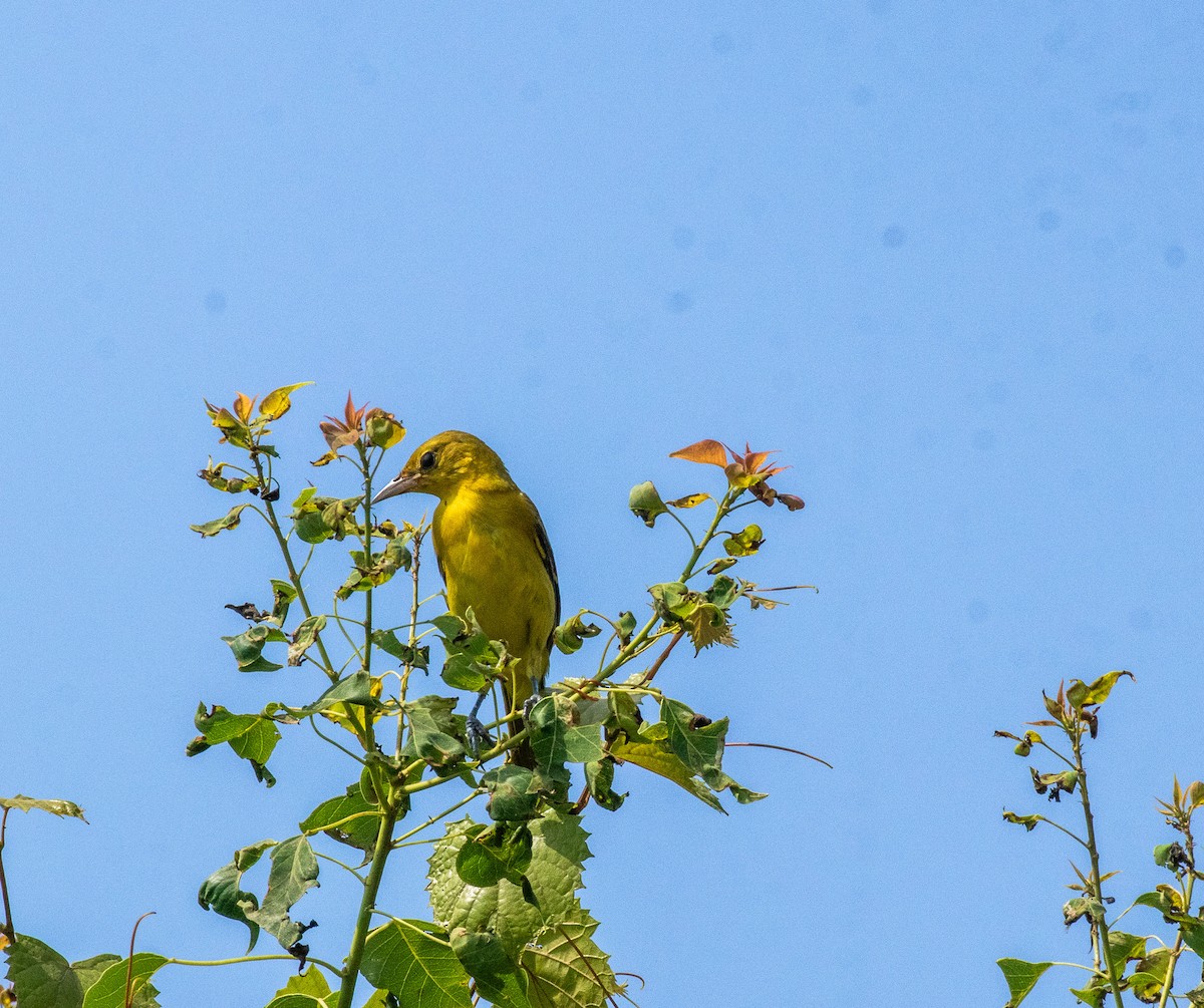 Orchard Oriole - ML598211071