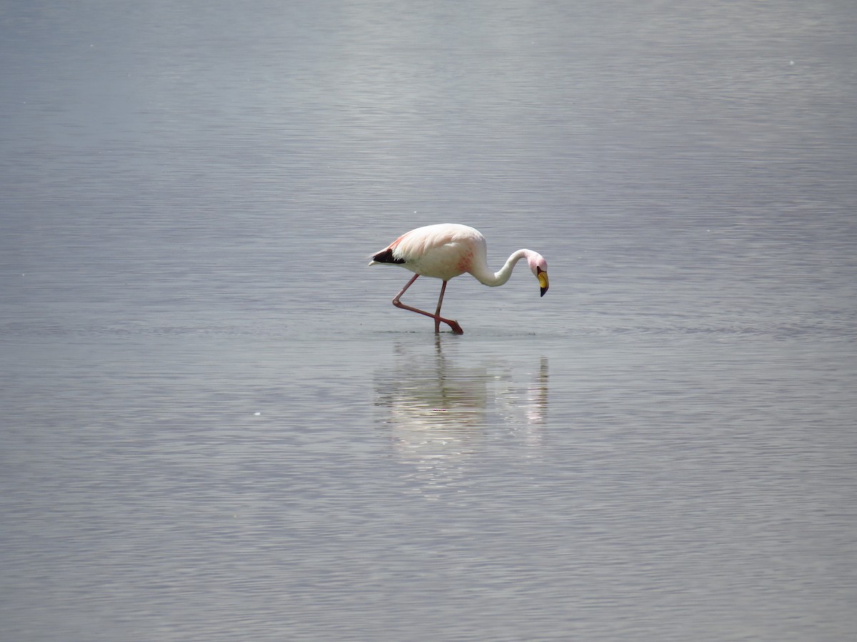 James's Flamingo - ML598213011