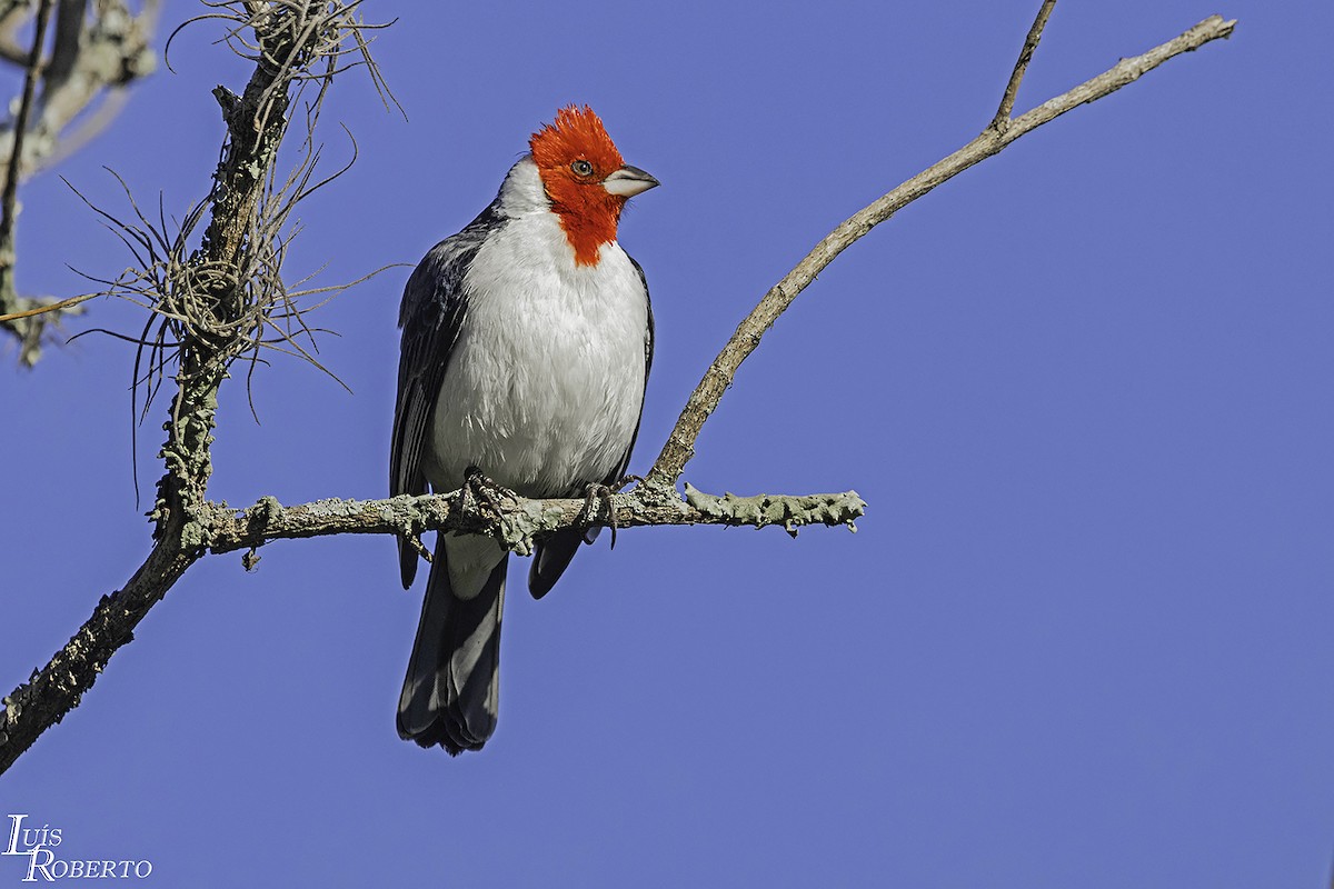 Red-cowled Cardinal - ML598213961